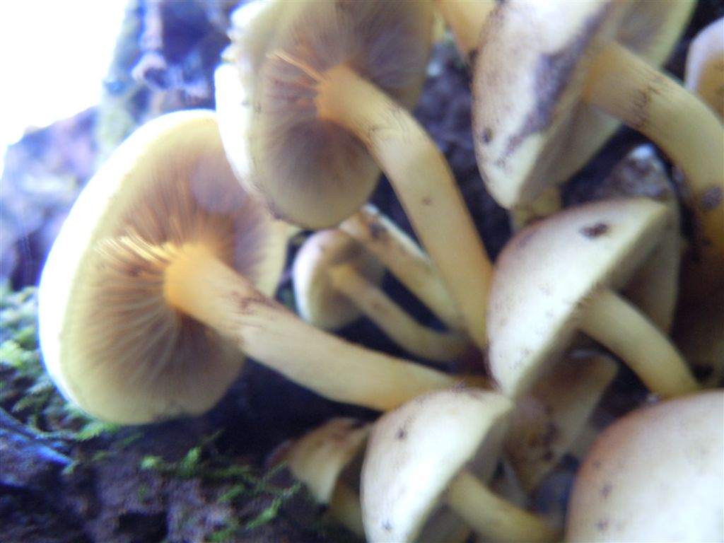 Funghi da Capodimonte2